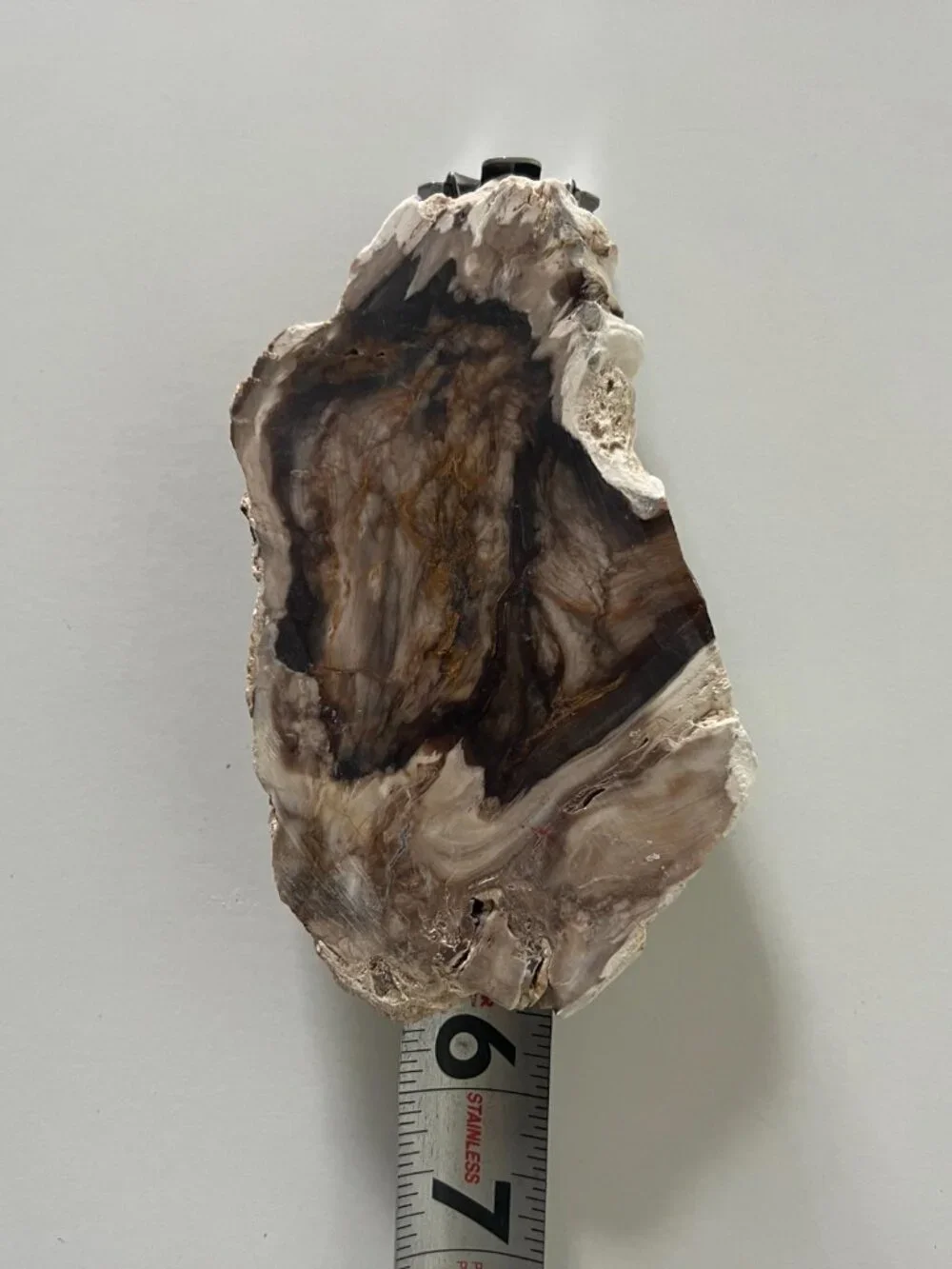 Saddle Mountain Washington Petrified Wood Slab